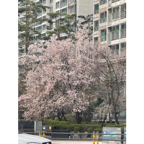 정대호